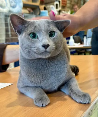 Kotki rosyjskie niebieskie 4