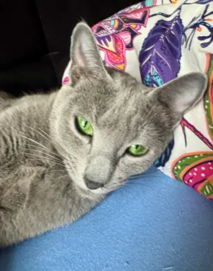 Kotki rosyjskie niebieskie 5