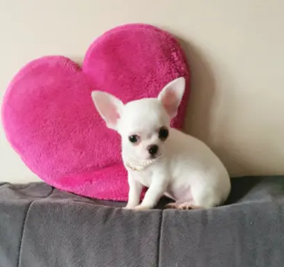 Chihuahua śliczne białe pieski 5