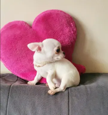 Chihuahua śliczne białe pieski 7