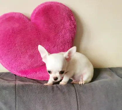 Chihuahua śliczne białe pieski 6