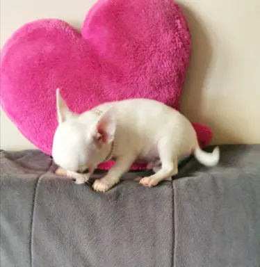 Chihuahua śliczne białe pieski 8