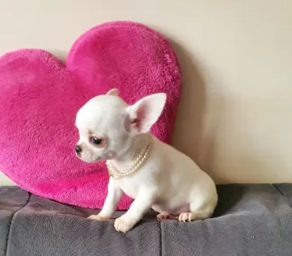 Chihuahua śliczne białe pieski 9