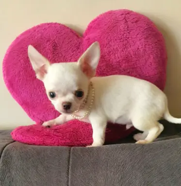 Chihuahua śliczne białe pieski 1