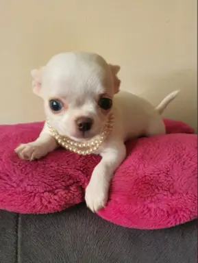 Chihuahua śliczne białe pieski 2