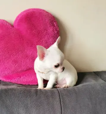 Chihuahua śliczne białe pieski 10