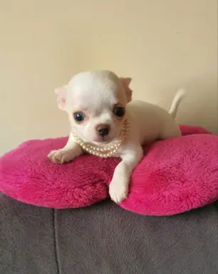 Chihuahua śliczne białe pieski 4