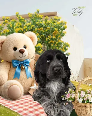 Cocker spaniel angielski 1
