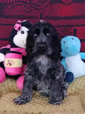 Cocker spaniel angielski 7