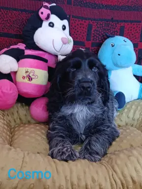 Cocker spaniel angielski 6