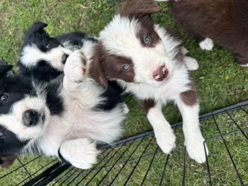 Szczeniaczki border collie do odbioru 5