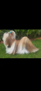 Sunia Shih Tzu 4