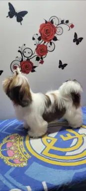 Sunia Shih Tzu 2