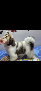 Sunia Shih Tzu 3