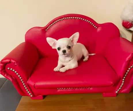 Chihuahua śliczny biały piesek 1
