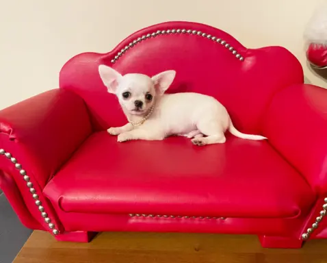 Chihuahua śliczny biały piesek 2