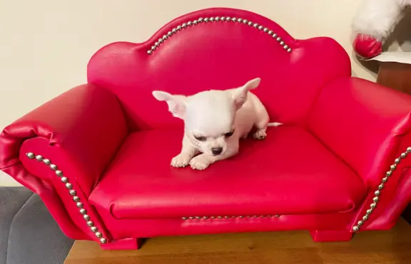 Chihuahua śliczny biały piesek 3