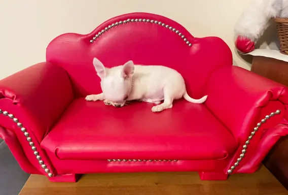 Chihuahua śliczny biały piesek 4