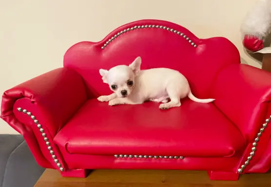 Chihuahua śliczny biały piesek 5