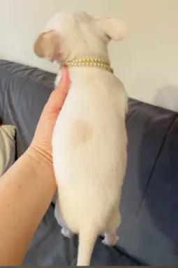 Chihuahua śliczny biały piesek 6