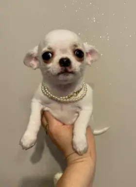 Chihuahua śliczny biały piesek 7