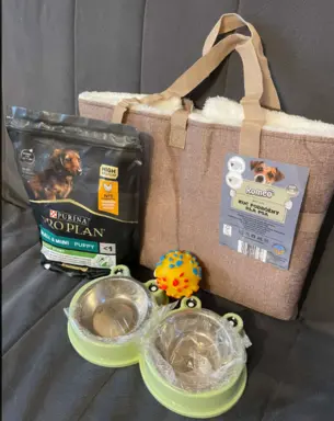 Chihuahua śliczny biały piesek 8