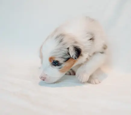 Suczka blue merle z długim ogonem 1