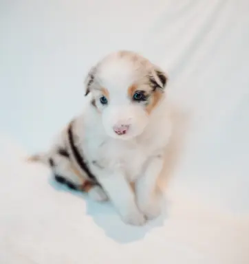 Suczka blue merle z długim ogonem 2