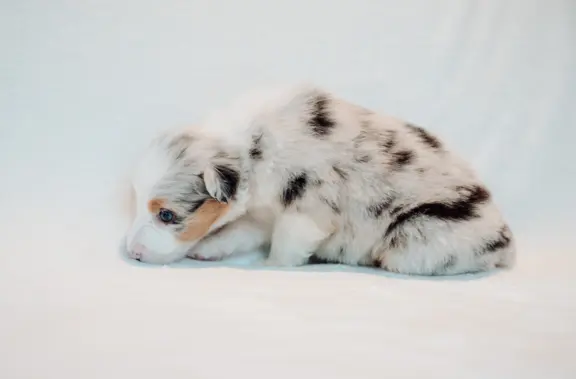 Suczka blue merle z długim ogonem 3