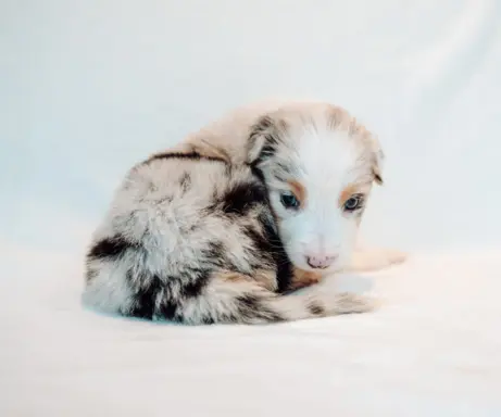 Suczka blue merle z długim ogonem 4