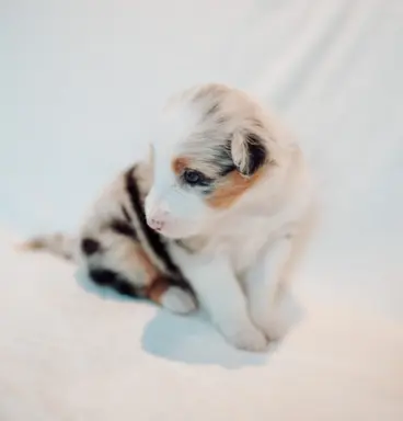 Suczka blue merle z długim ogonem 5