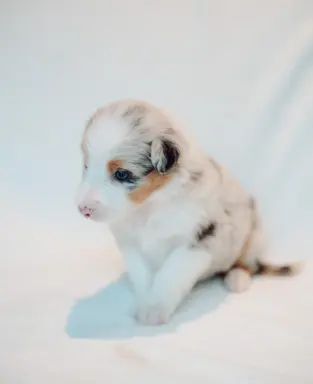 Suczka blue merle z długim ogonem 6