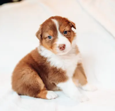 Suczka red tri o jasnym, ciepłym odcieniu. 1