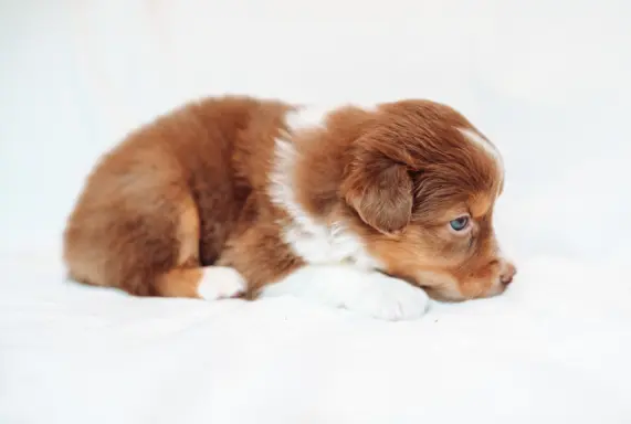 Suczka red tri o jasnym, ciepłym odcieniu. 2