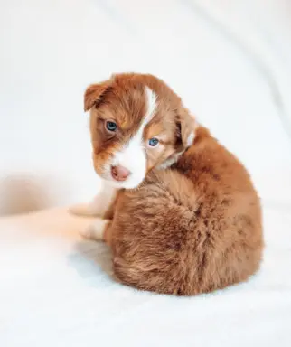 Suczka red tri o jasnym, ciepłym odcieniu. 3