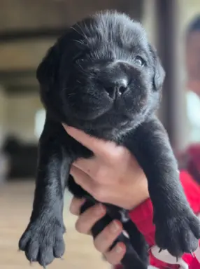 Labrador czarne ZKwP (FCI) szczenięta po Championie, suczki 2