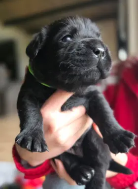 Labrador czarne ZKwP (FCI) szczenięta po Championie, suczki 4