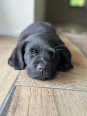 Labrador czarne ZKwP (FCI) szczenięta po Championie, suczki 1