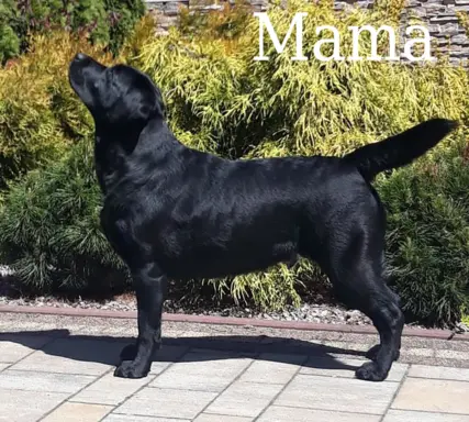 Labrador czarne ZKwP (FCI) szczenięta po Championie, suczki 8