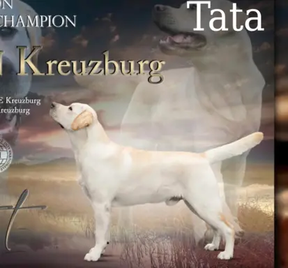 Labrador czarne ZKwP (FCI) szczenięta po Championie, suczki 9