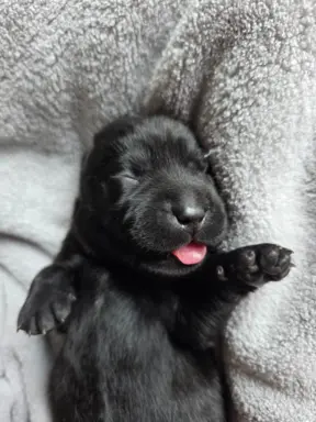 Labrador czarne ZKwP (FCI) szczenięta po Championie, suczki 3