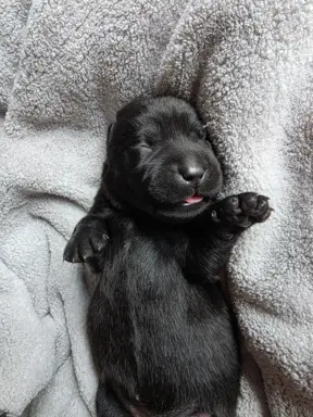 Labrador czarne ZKwP (FCI) szczenięta po Championie, suczki 6