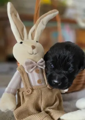 Labrador czarne ZKwP (FCI) szczenięta po Championie, suczki 5