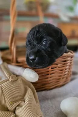 Labrador czarne ZKwP (FCI) szczenięta po Championie, suczki 7