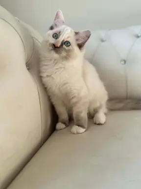 Ragdolle sama słodycz tylko tu 8