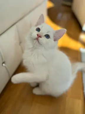 Ragdolle sama słodycz tylko tu 1