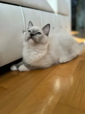 Ragdolle sama słodycz tylko tu 3