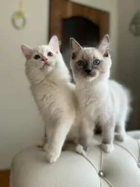 Ragdolle sama słodycz tylko tu 4