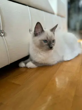 Ragdolle sama słodycz tylko tu 5