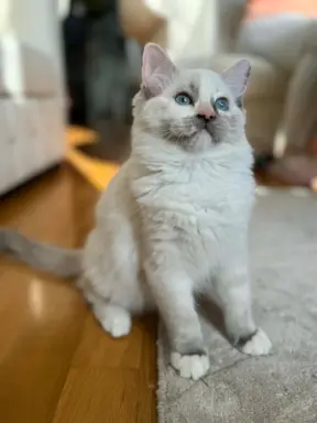 Ragdolle sama słodycz tylko tu 2